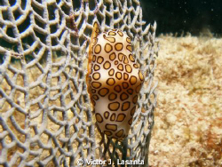 Nice Flamingo Tongue at Las Gatas Dive site in Mayaquez a... by Victor J. Lasanta 